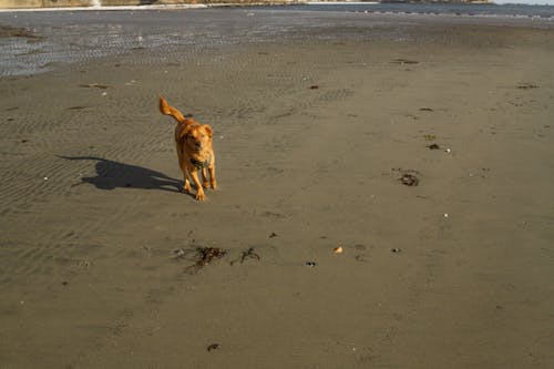 Ảnh lưu trữ miễn phí về chó, ở bãi biển, trả thù vàng