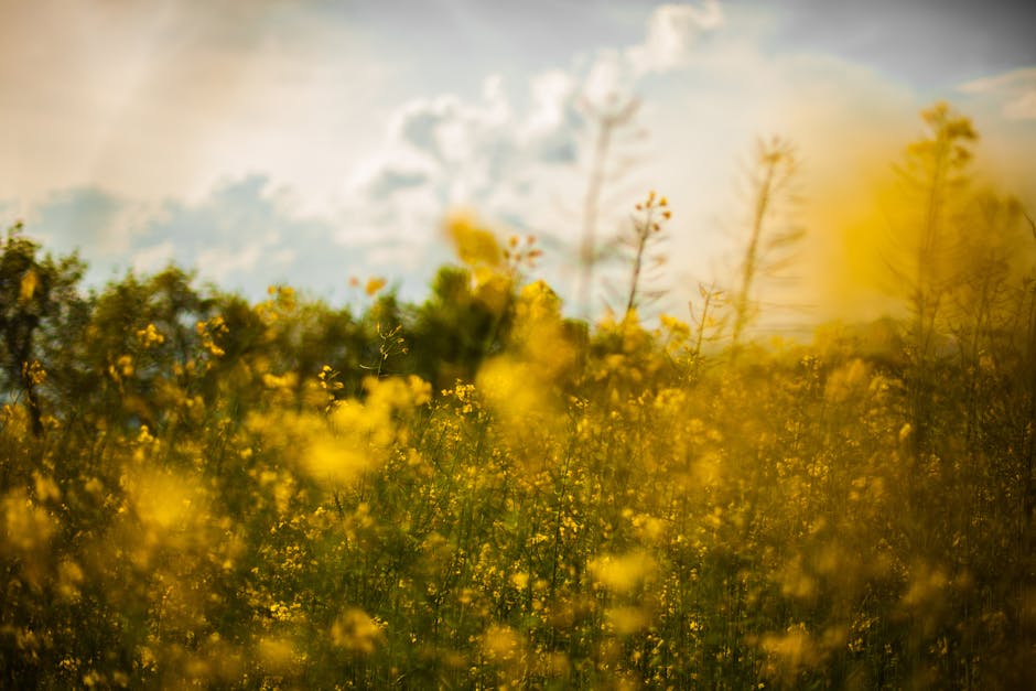 Yellow Rapeseed Flower Field