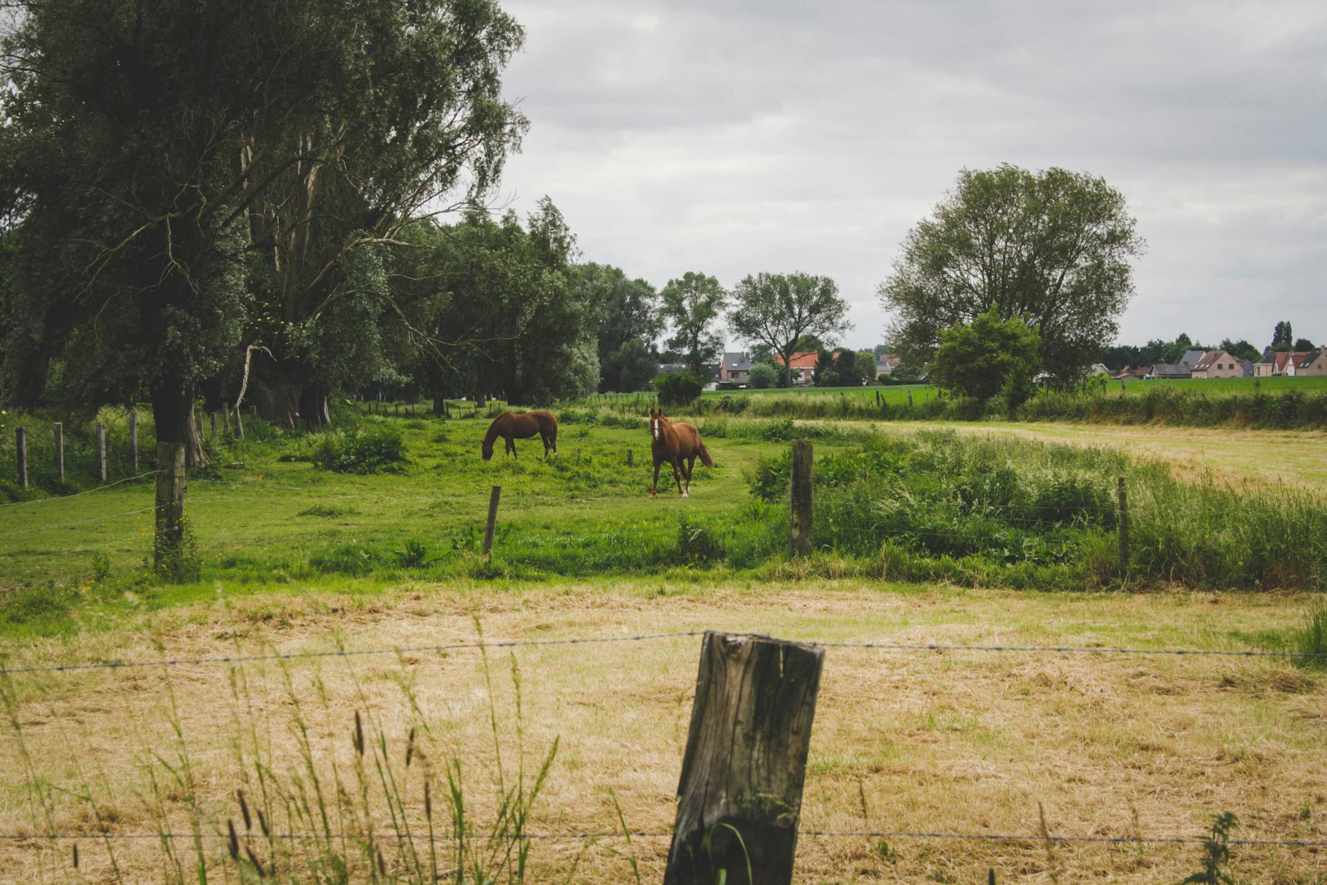 Free stock photo of agriculture, cattle, cavalry