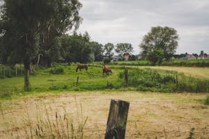 Free stock photo of agriculture, cattle, cavalry
