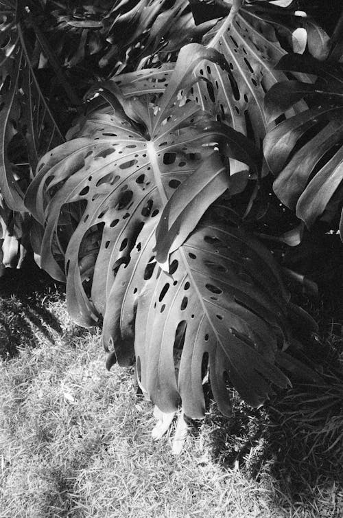 Grayscale Photo of Monstera Plants