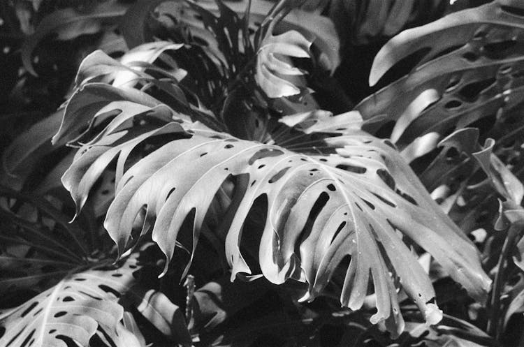 Grayscale Photo Of A Swiss Cheese Plant 