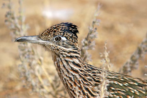 Brown and Black Feathered Bird