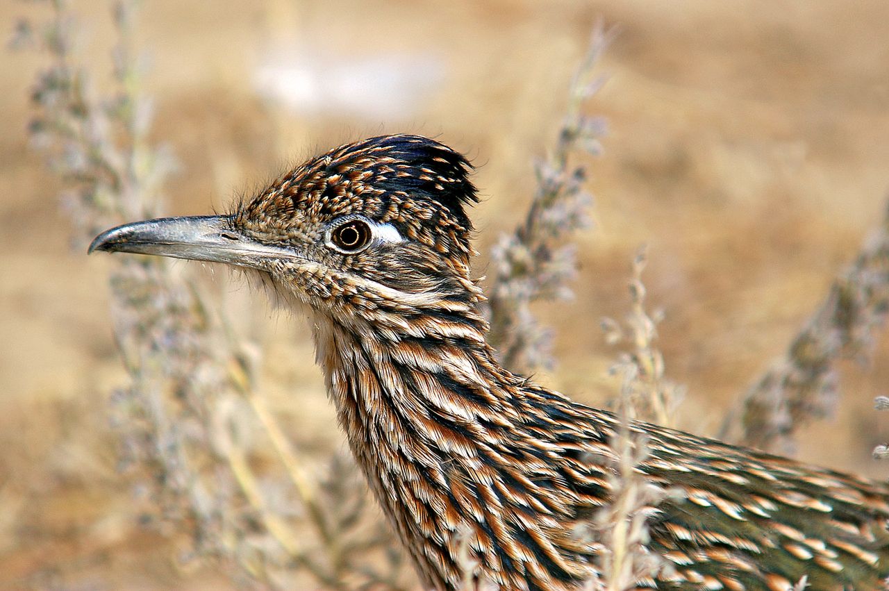 detailed close up of a greater roadrunner showcasing its intricate fea