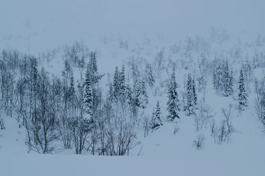 Fog and Overcast over Forest in Winter