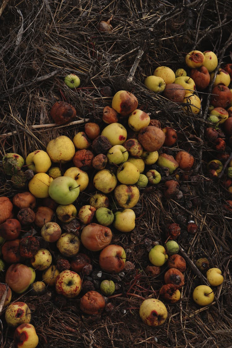 Rotten Apples On Ground