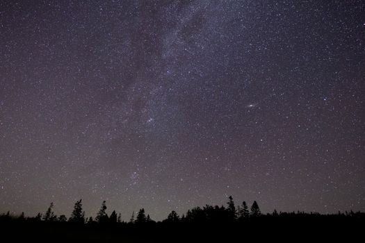 星空美丽，银河下树木的轮廓清晰可见