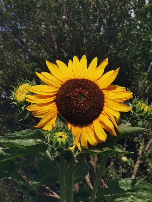 Ilmainen kuvapankkikuva tunnisteilla auringonkukka, kukka, lähikuva