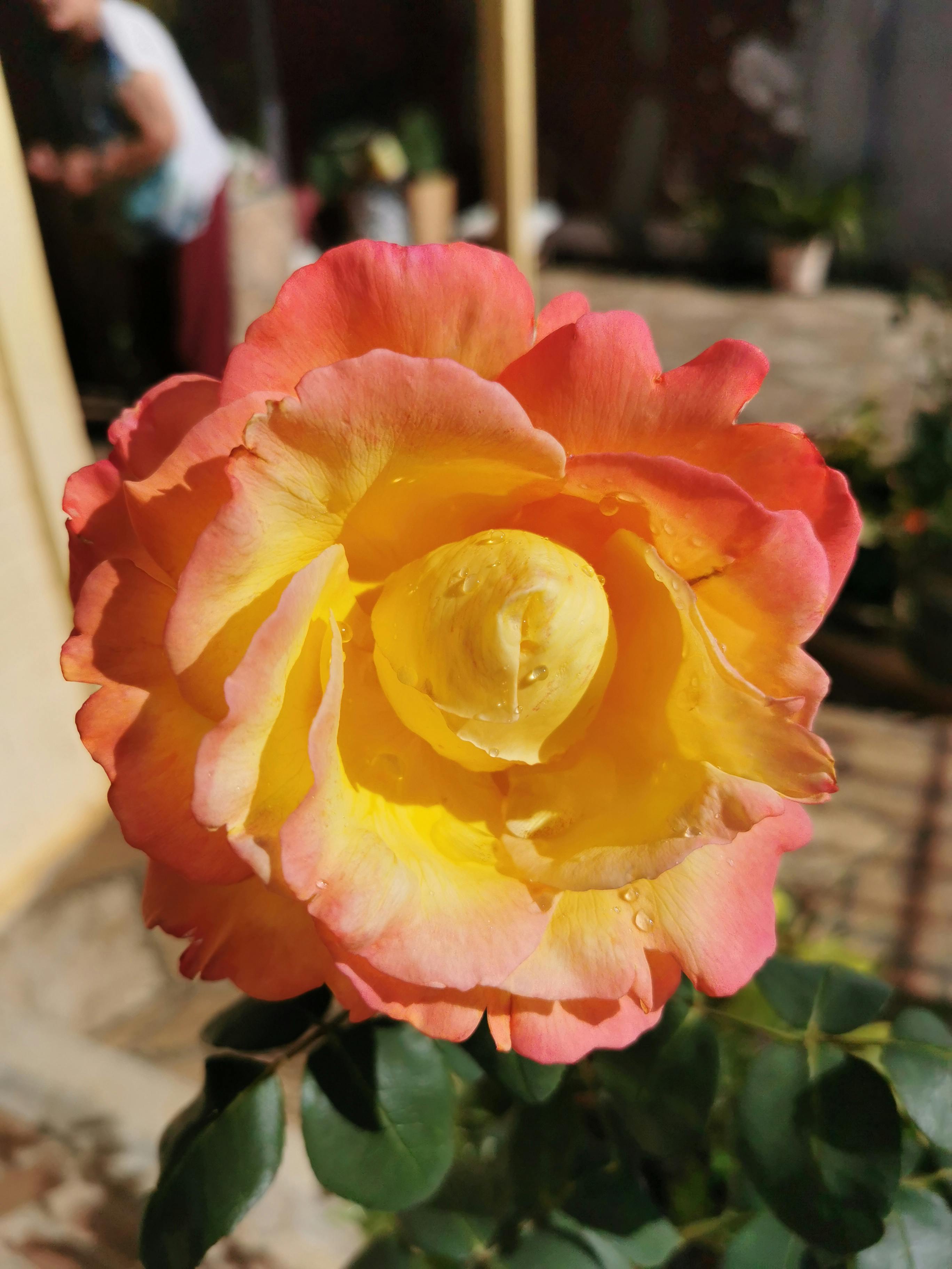Hybrid Tea Rose