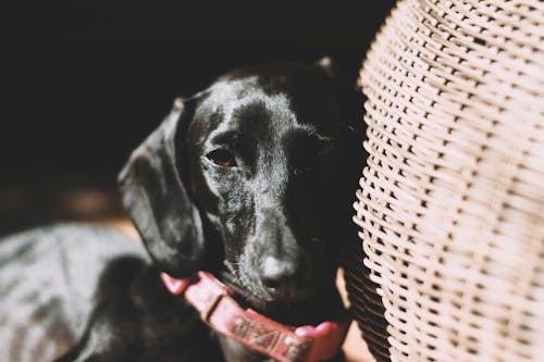 Kostenloses Stock Foto zu haustier, hund, hündisch