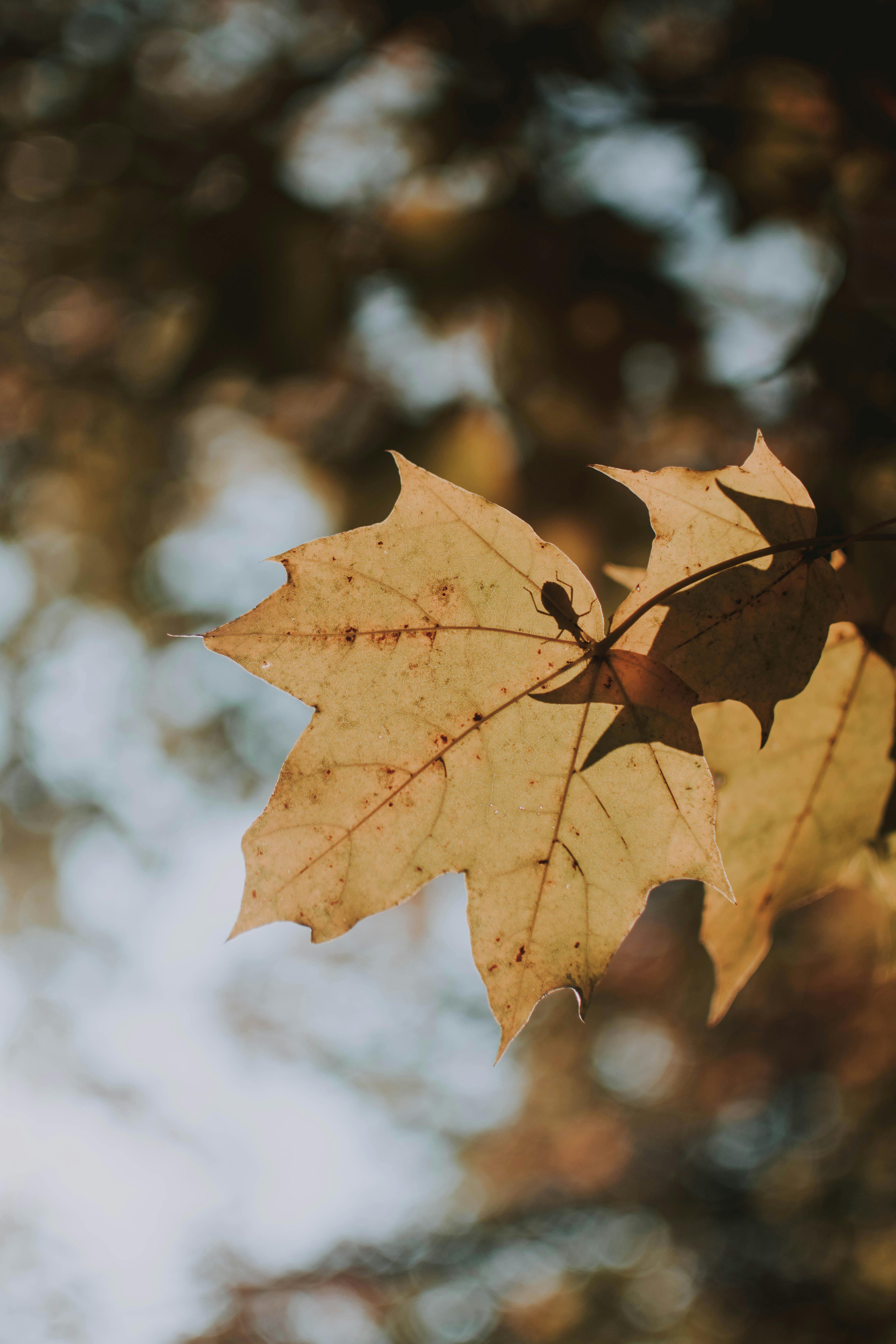 selective focus photography of brown dried leaf