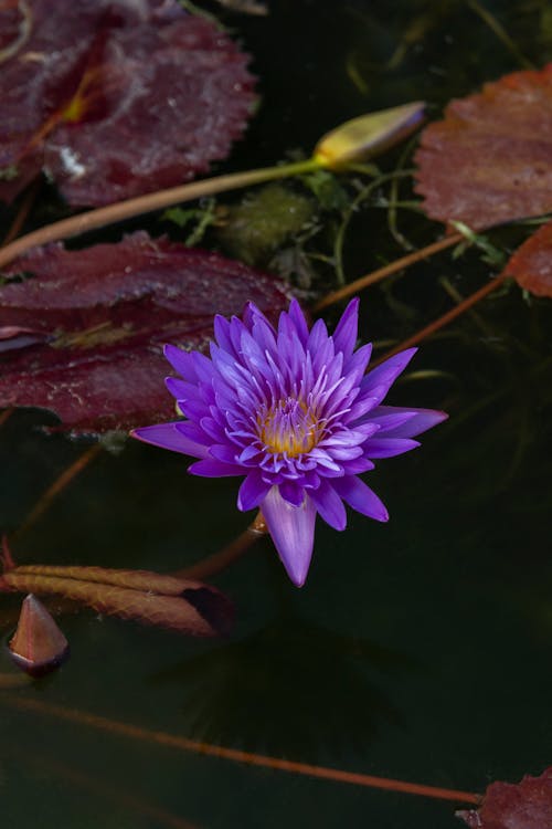 Flower and Water Lilies