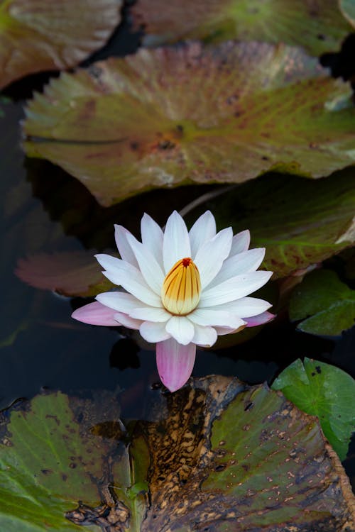 Close up of Flower among Water Lilies