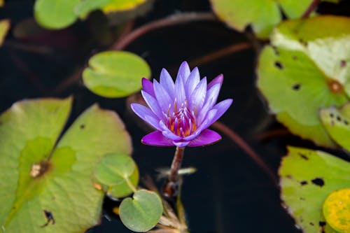 Water Lilies and Flower