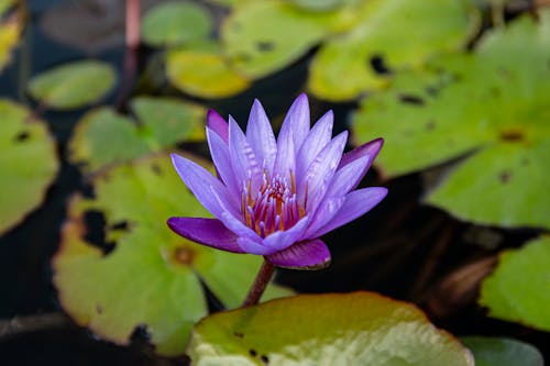 Purple Flower among Water Lilies