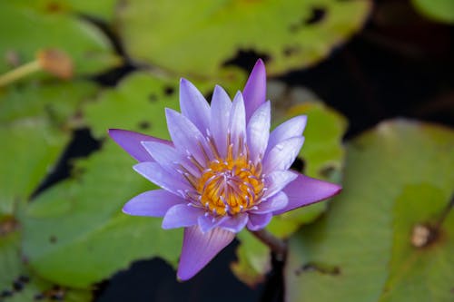 Purple Lotus Flower in Close Up Photography