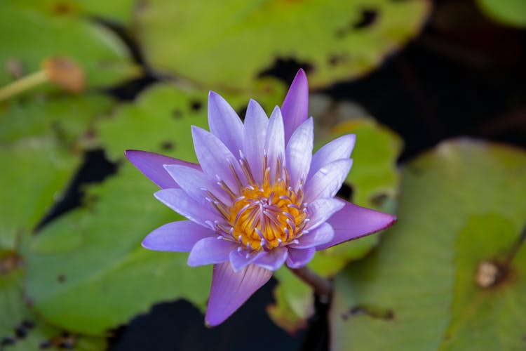 Purple Lotus Flower In Close Up Photography