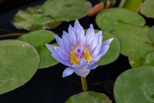 Free A vibrant blue water lily in full bloom surrounded by green lily pads in a tranquil pond setting. Stock Photo