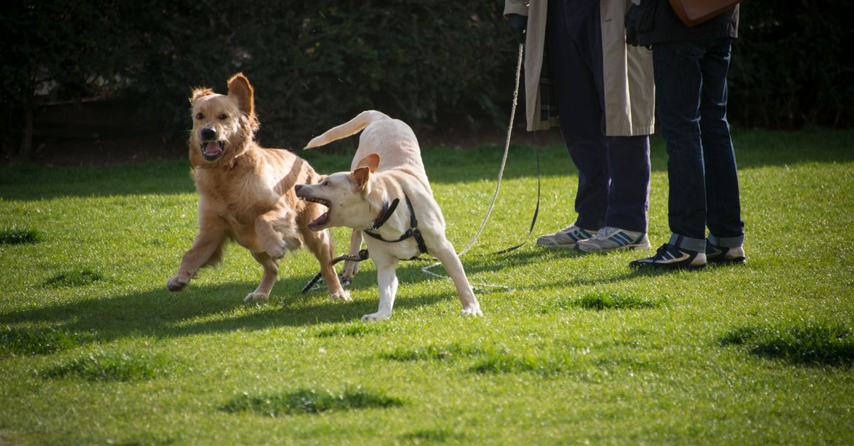The Importance of Building a Pet Friendly Network