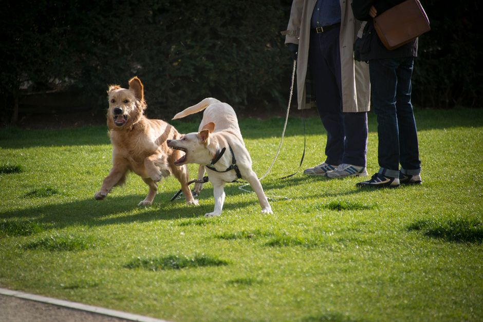 dogs playing in an off-leash park dogs playing in an off-leash park