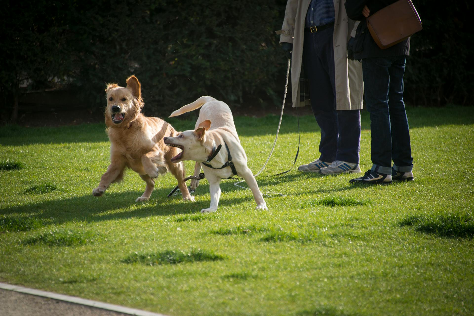 Dogs Playing on Ground