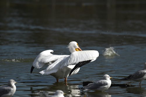 Pelican and Seagulls in Water