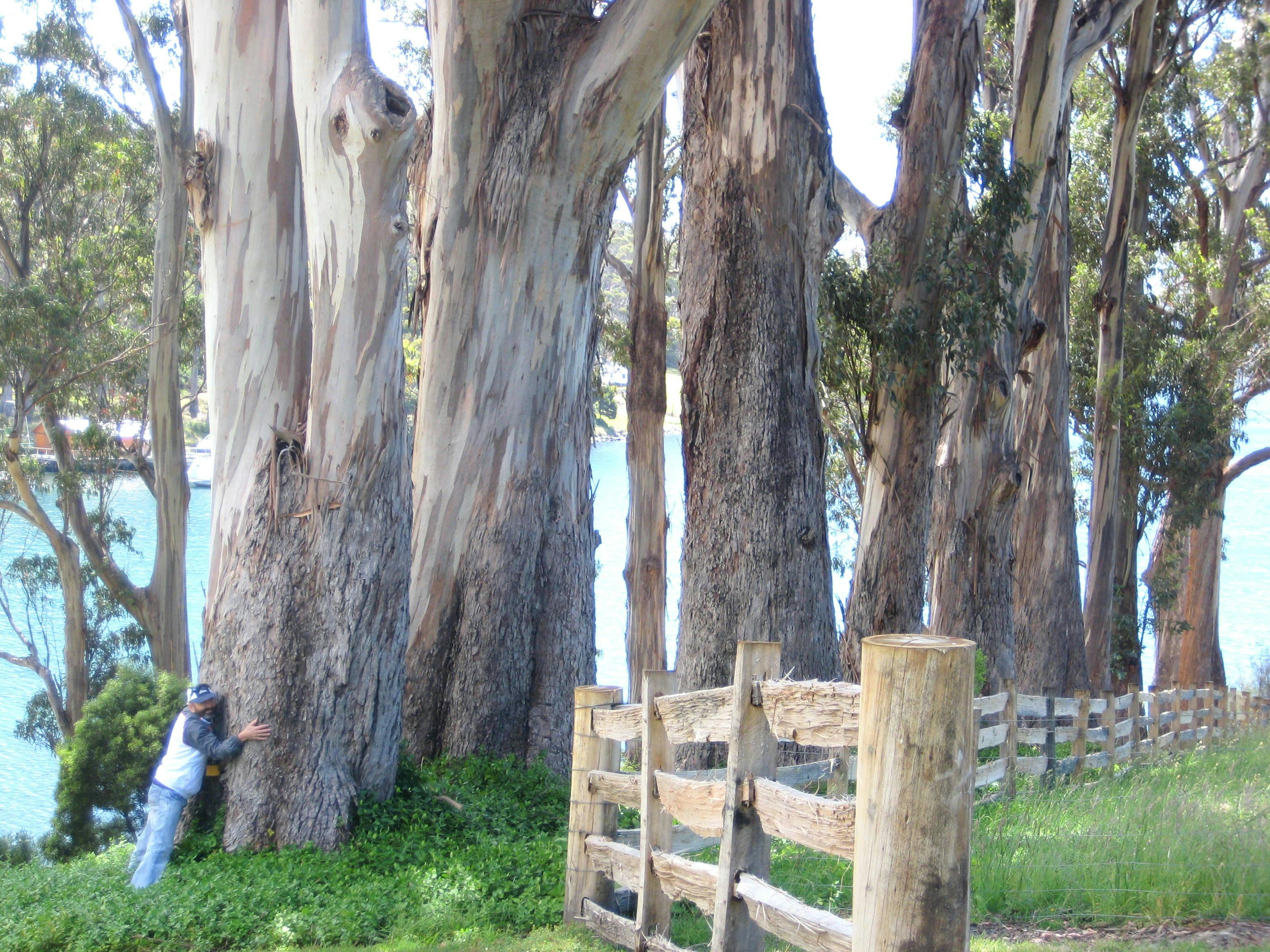 Free stock photo of eucalypts, hugging tree, ocean