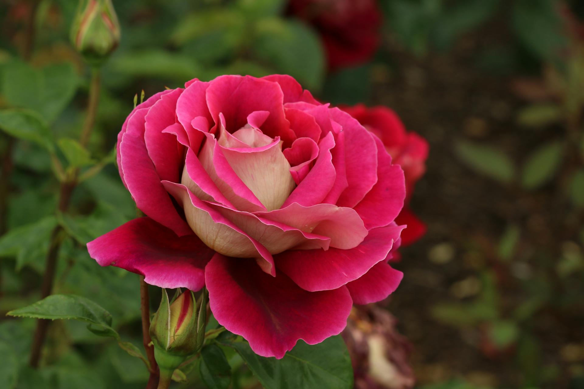 Rose in Close Up