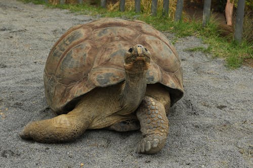 Portrait of Turtle