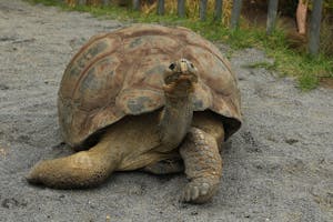 Tortoise