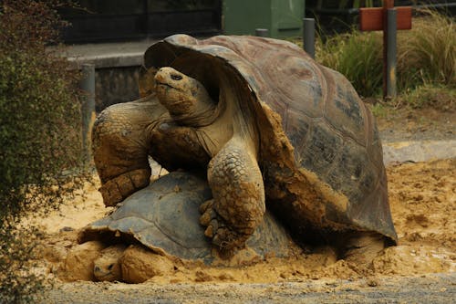 Immagine gratuita di accoppiamento, animali, coppia