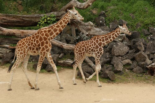 Gratis stockfoto met dierenfotografie, giraffa, giraffen