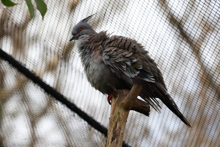 Bird Near Net