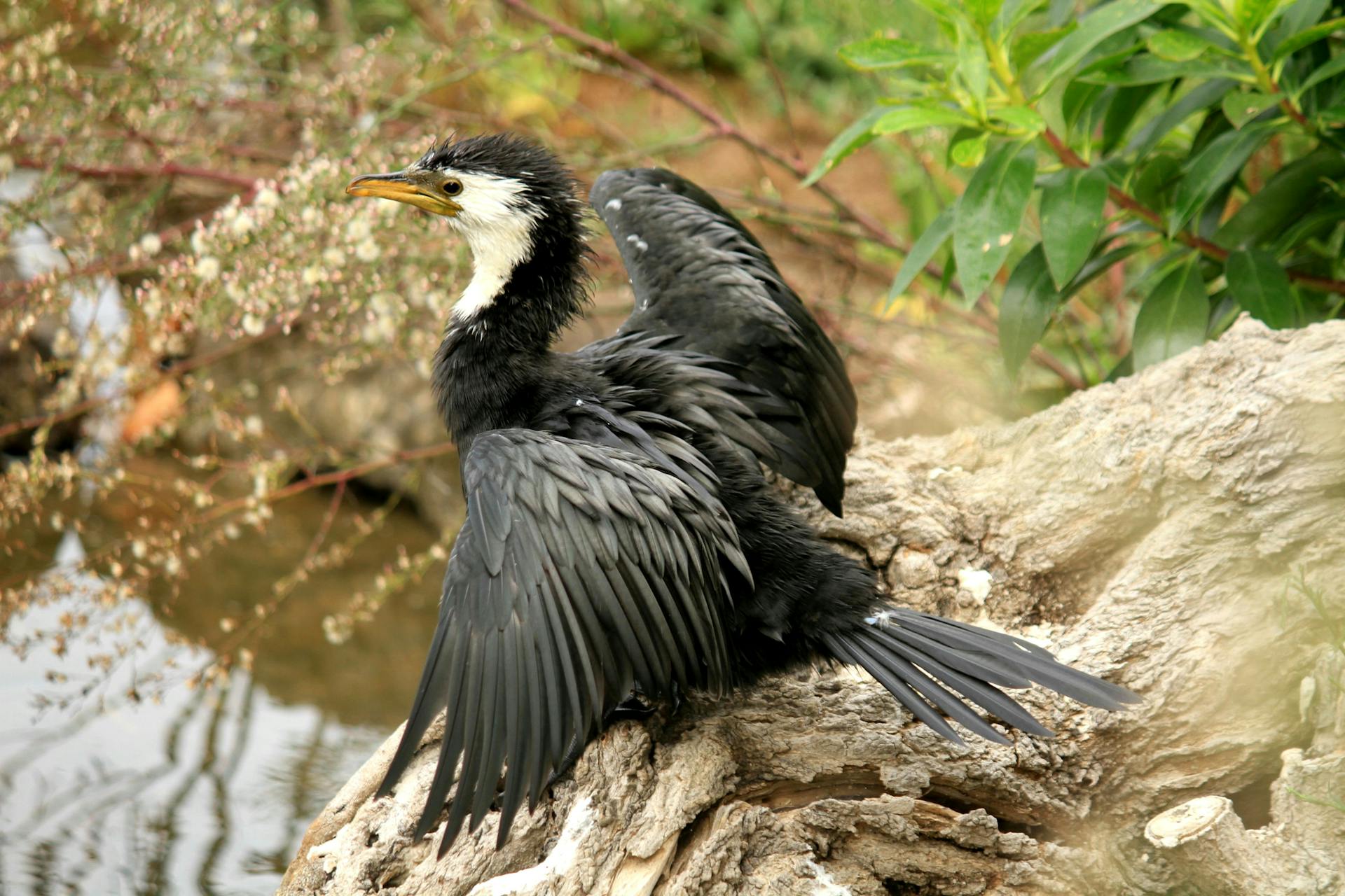 Free stock photo of animal, avian, beak