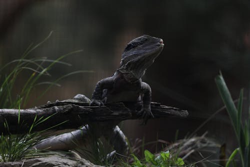 Kostenloses Stock Foto zu eidechse, fliegender drache, nahansicht