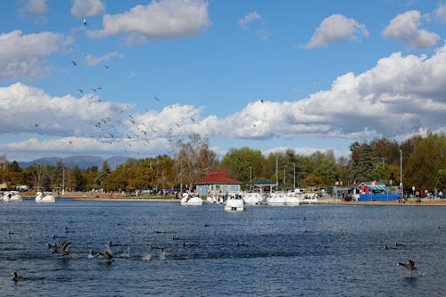 Ducks in River