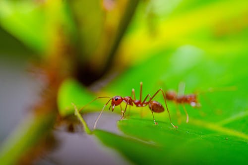 アリ, 動物の写真, 緑色の背景の無料の写真素材