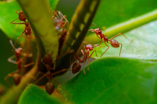 Free Detailed view of red ants exploring green leaves, showcasing nature's intricate interactions. Stock Photo