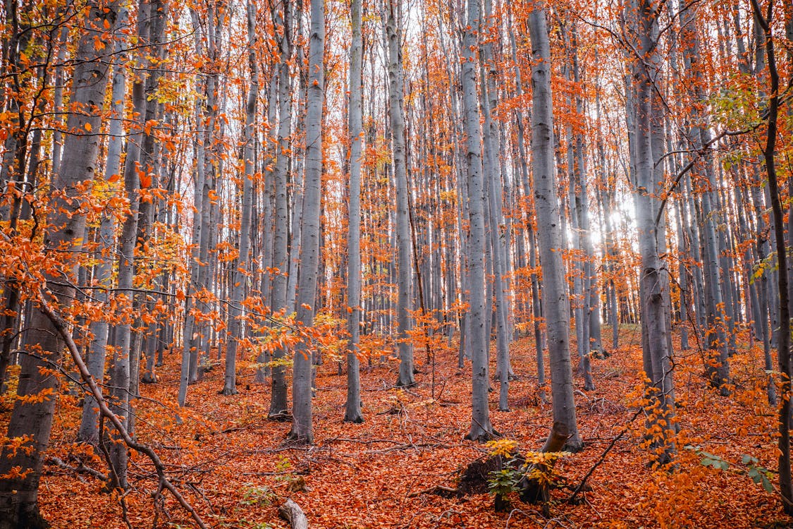 秋天的树林中的树木