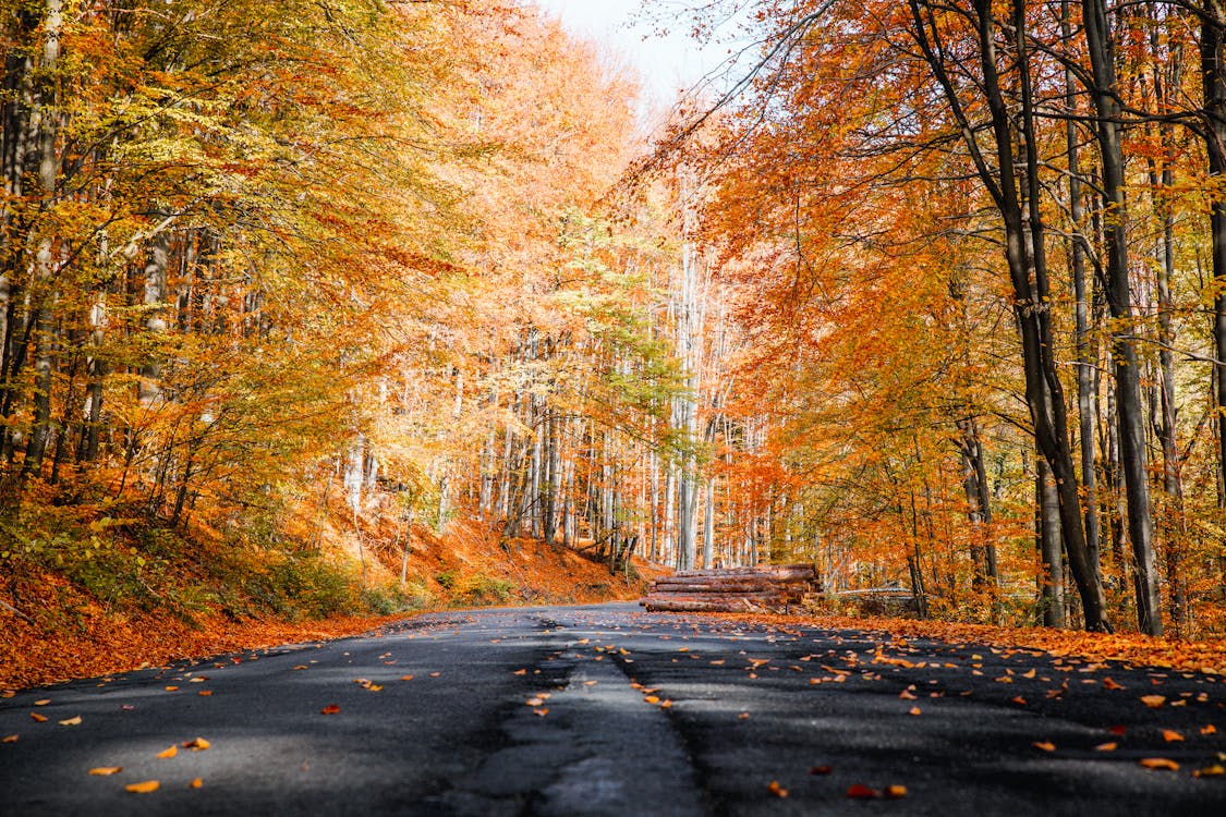 Free Photo of Roadway During Fall Stock Photo