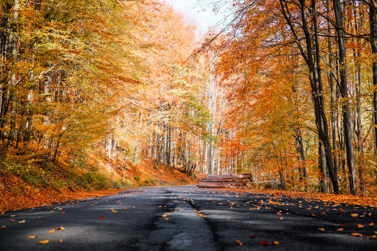 Photo Of Roadway During Fall