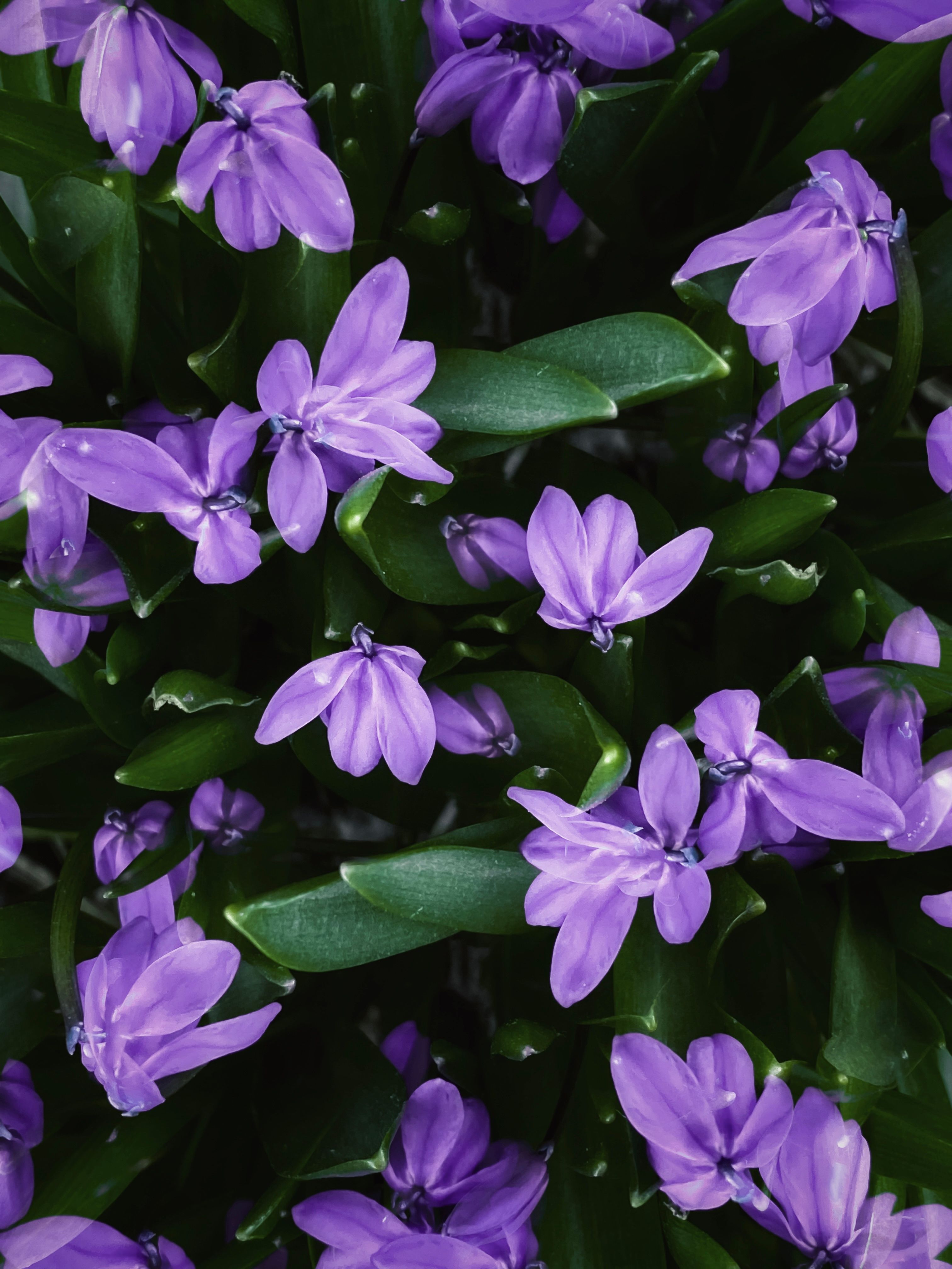 Fotomural Hermoso primer plano de flores violetas de primavera con hojas verdes exuberantes, perfecto para un fondo de naturaleza.