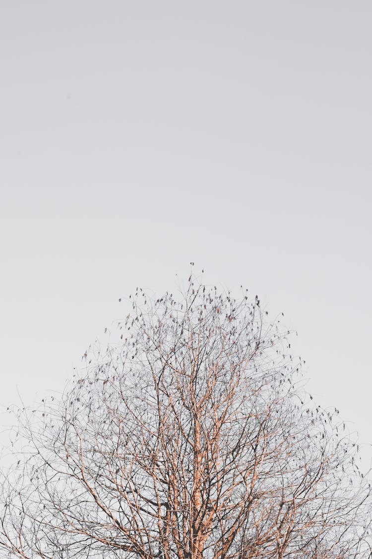 Birds On Bare Tree