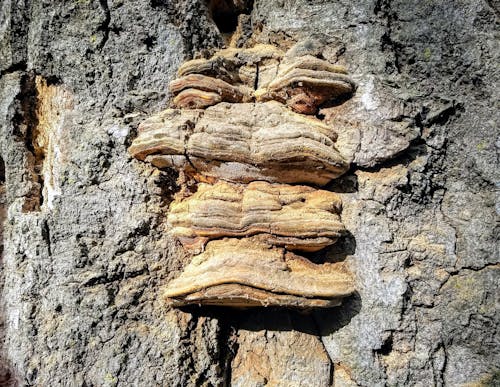 Free stock photo of bark, fungus, tree