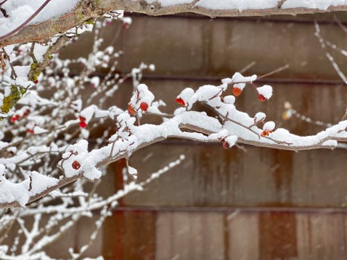 Photos gratuites de arbre, hiver, jour d'hiver