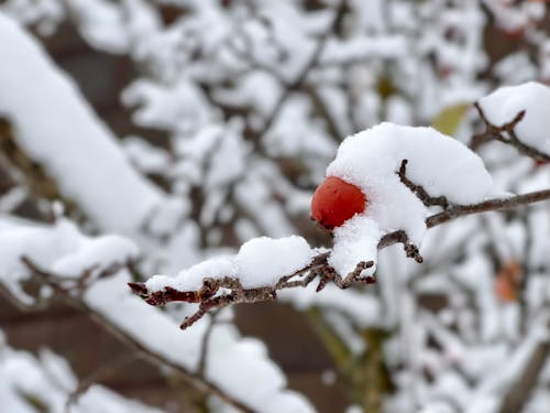 Ilmainen kuvapankkikuva tunnisteilla lumi, puu, talvi