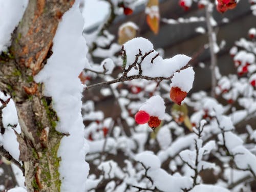 Photos gratuites de arbre, hiver, jour d'hiver