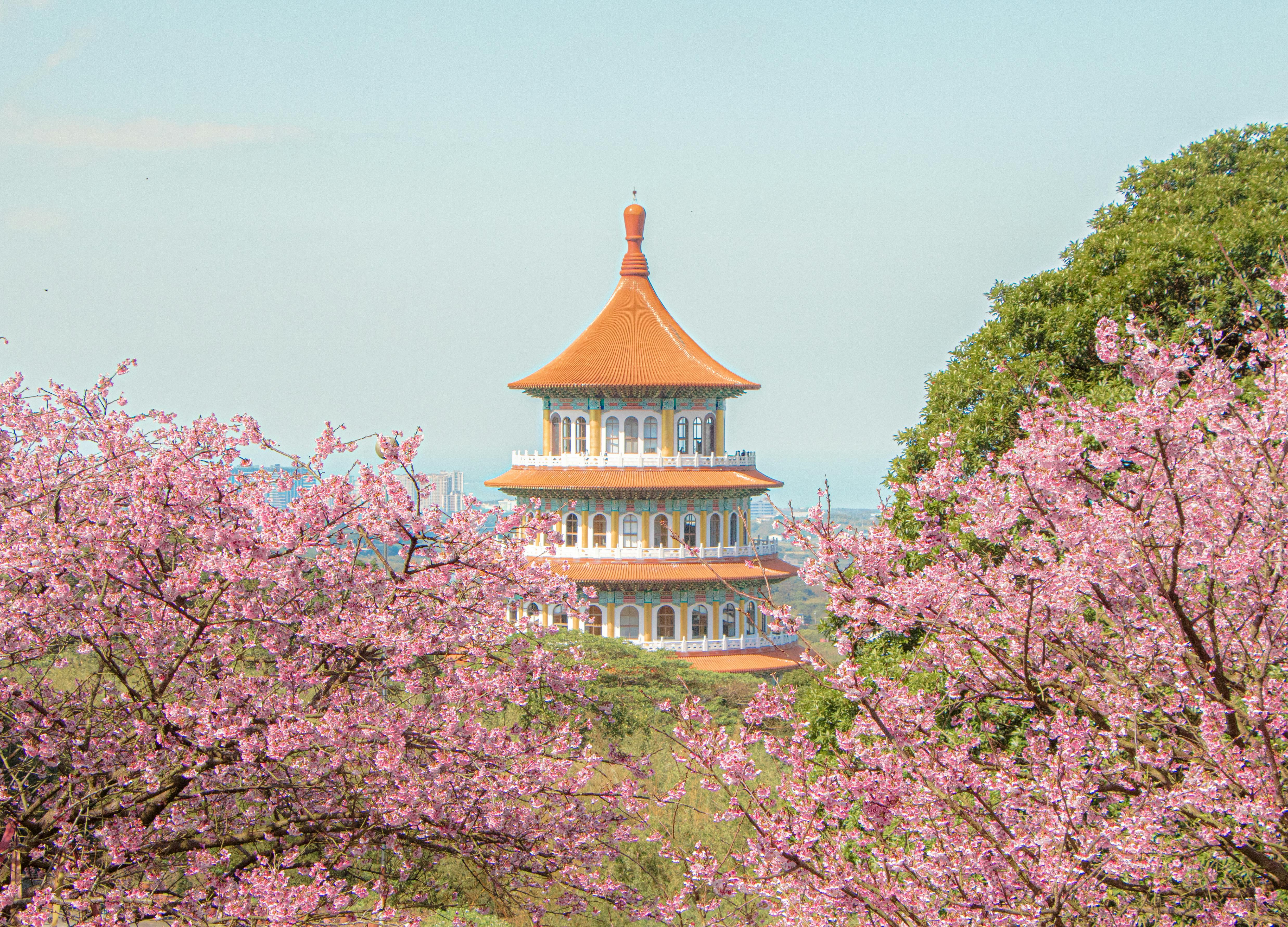 Scenic view of a pagoda surrounded by cherry blossoms in Taipei, Taiwan