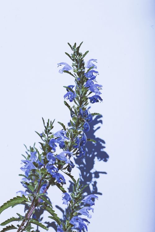 Free A striking shot of blooming blue Moldavian dragonhead flowers casting shadows on a sunny wall. Stock Photo
