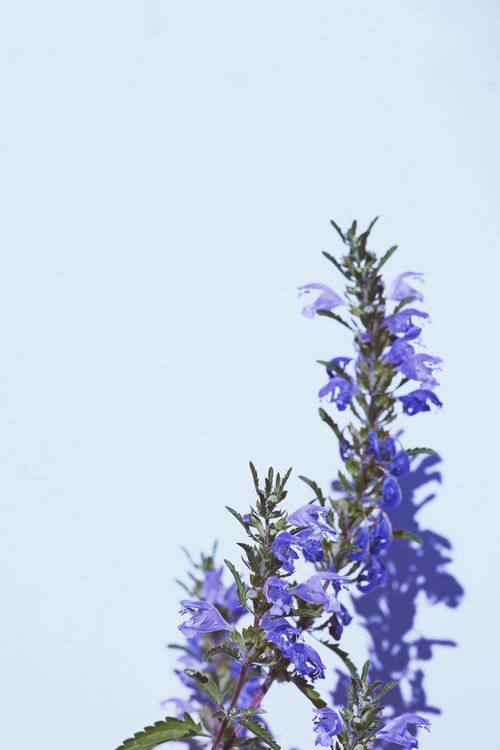 Free Close-up of purple lavender flowers against a soft white background, showcasing nature's delicate beauty. Stock Photo